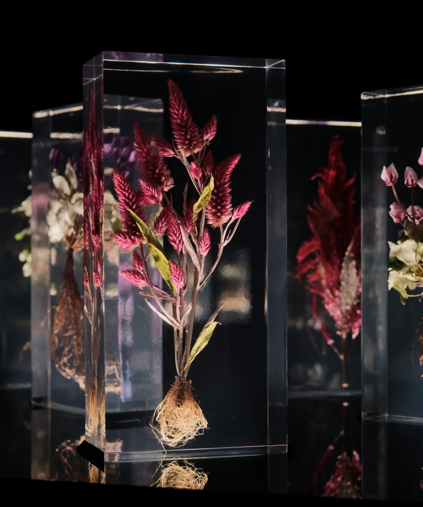 Clear acrylic display blocks containing preserved flowers, showcasing polished acrylic fabrication and presentation pieces.